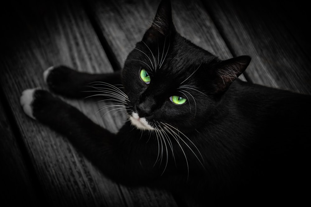 tuxedo cat lying on gray textile