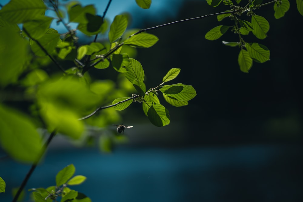 feuilles vertes dans la lentille à bascule et décentrement