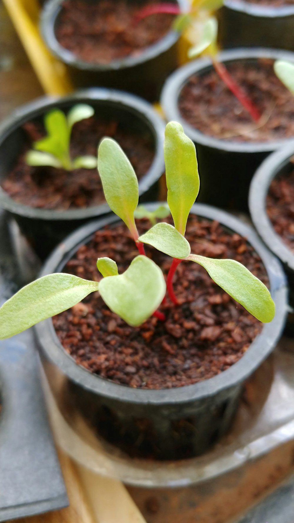 Planta verde en maceta de barro marrón