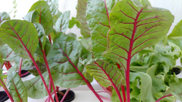 hydroponics