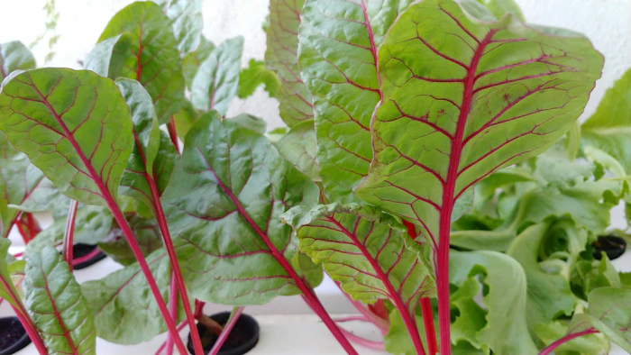 Swiss chard with red stems