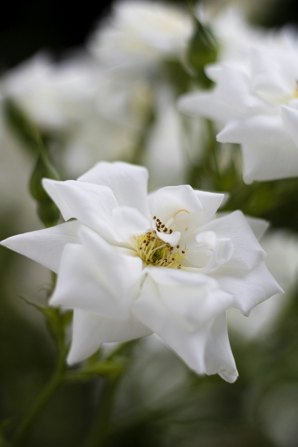 white flower with yellow stigma