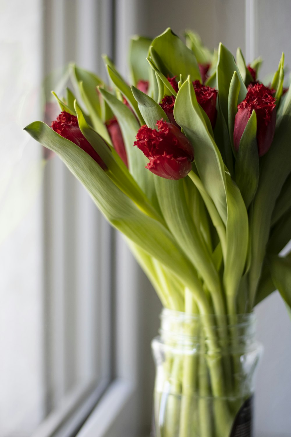 red tulips in clear glass vase