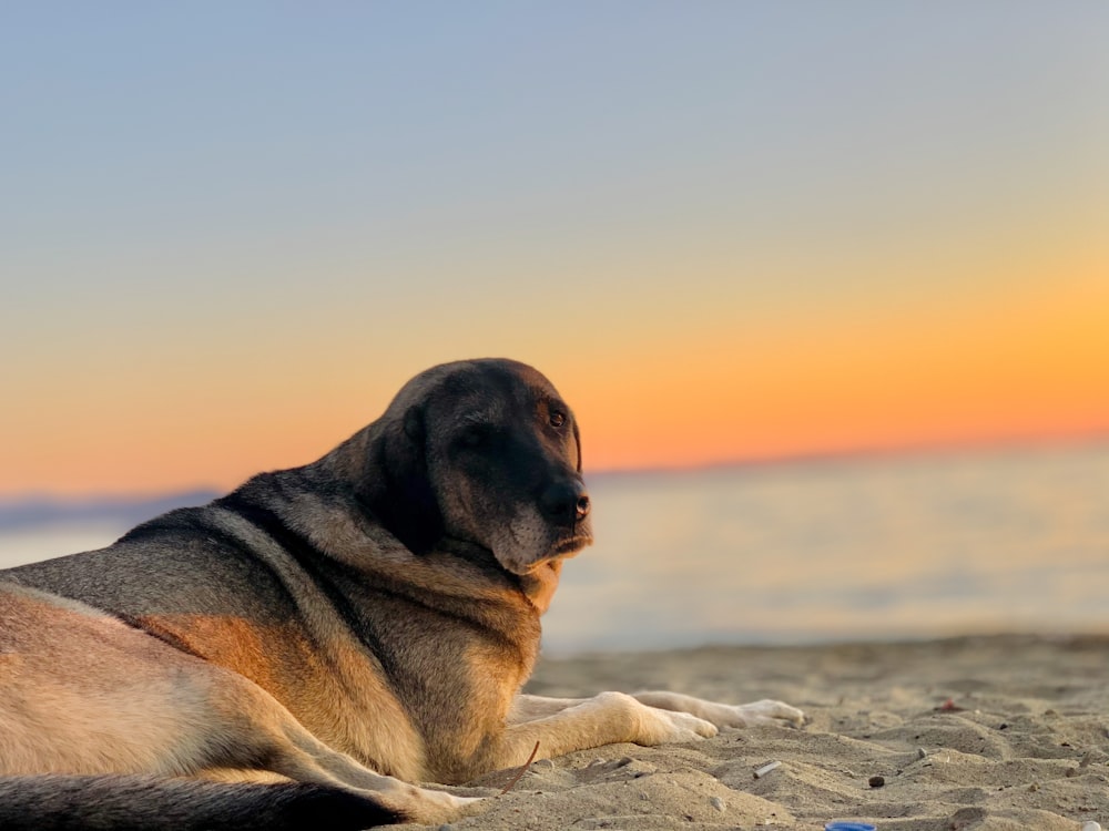 brown and black short coated dog lying on gray sand during sunset