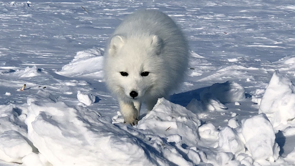 white fox on snow covered ground during daytime