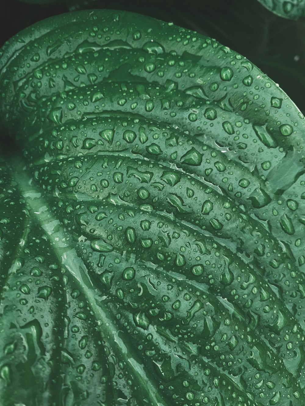 water droplets on green leaf