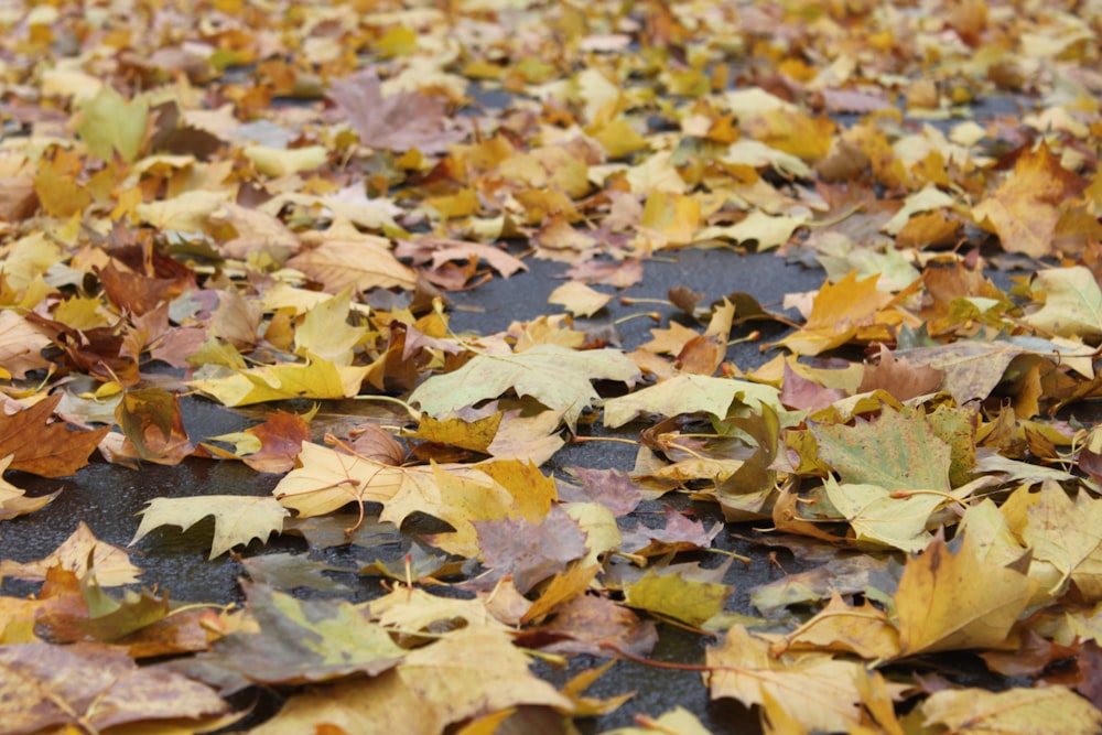 yellow and brown leaves on ground