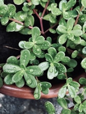 Close-up of a self-watering plastic pot nurturing a vibrant succulent on a sunlit balcony.