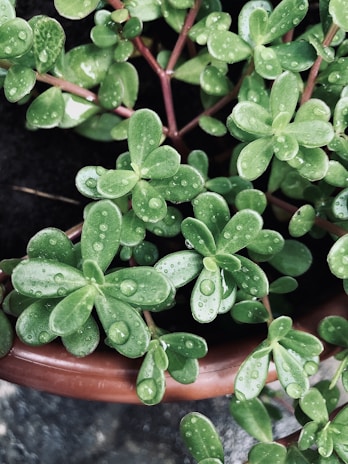 Close-up of a self-watering plastic pot nurturing a vibrant succulent on a sunlit balcony.