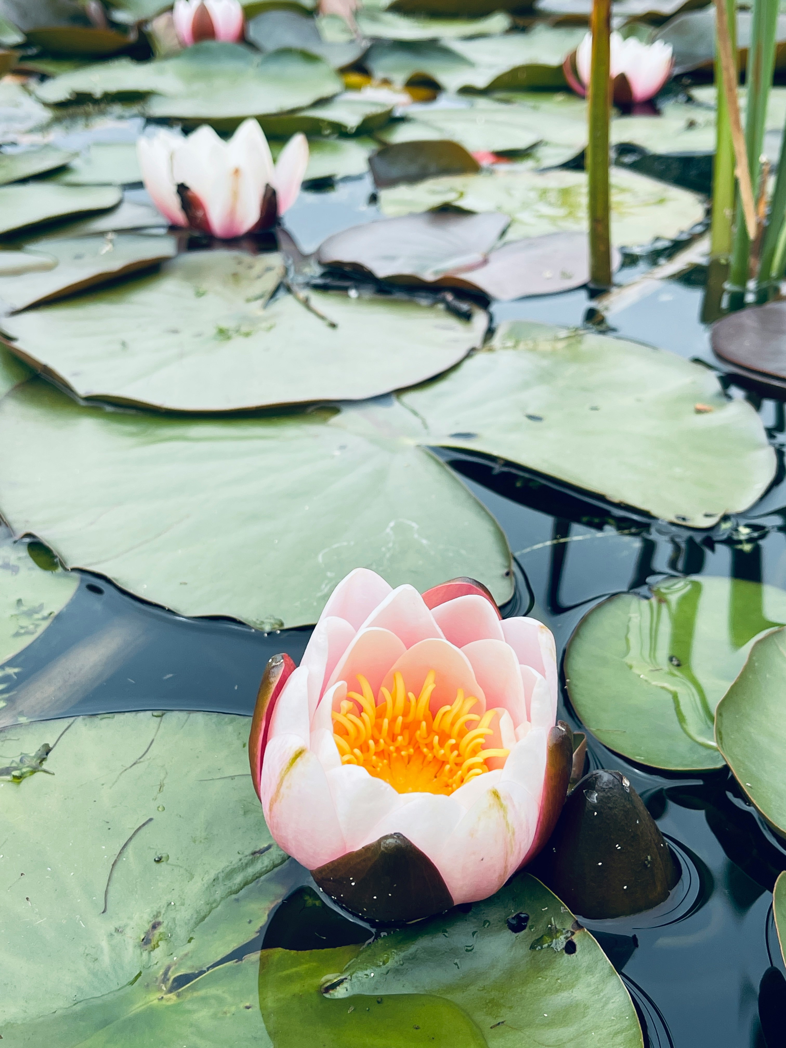 pink lotus flower on water