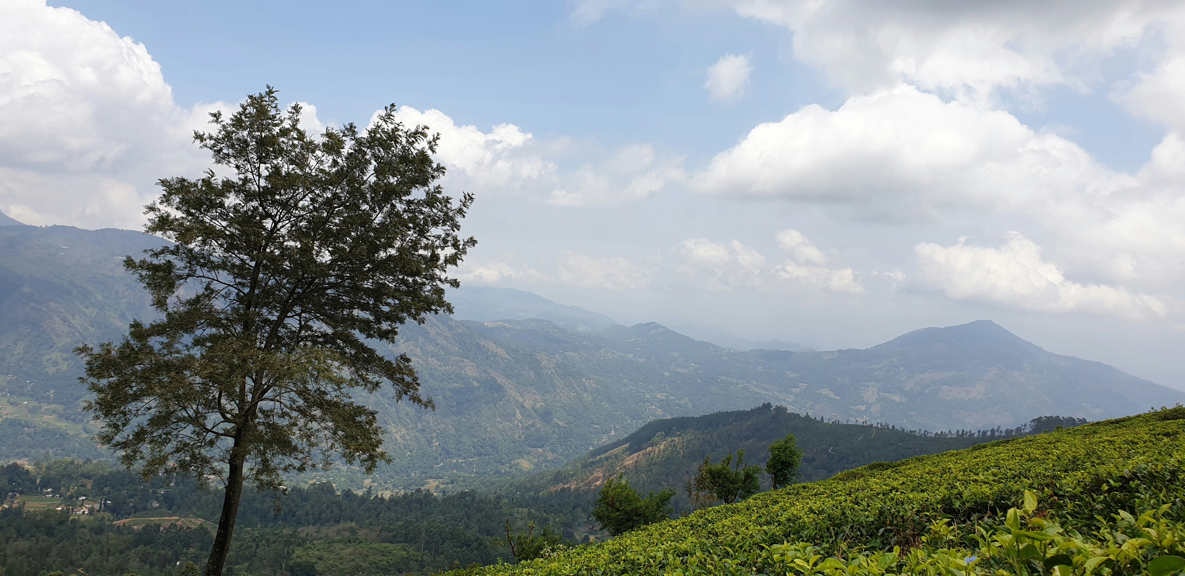 green trees on mountain under white clouds during daytime