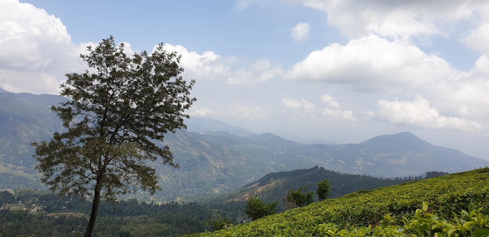 green trees on mountain under white clouds during daytime