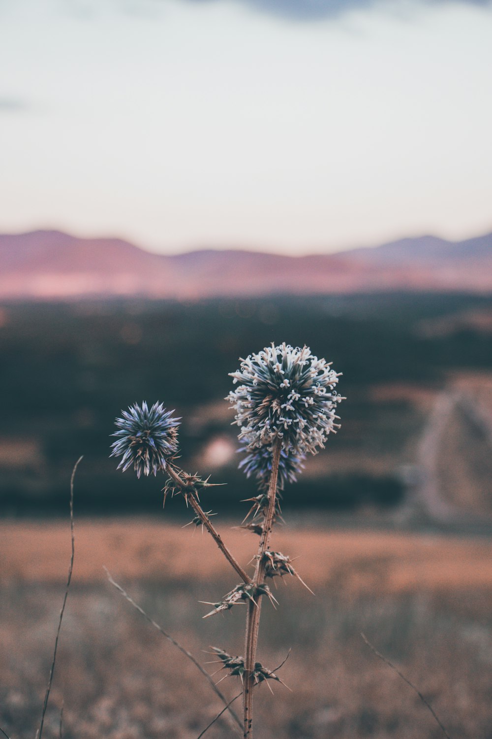 white flower in tilt shift lens