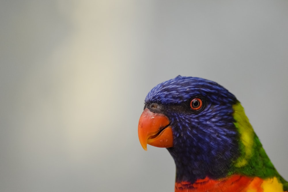 Uccello blu, arancione e verde