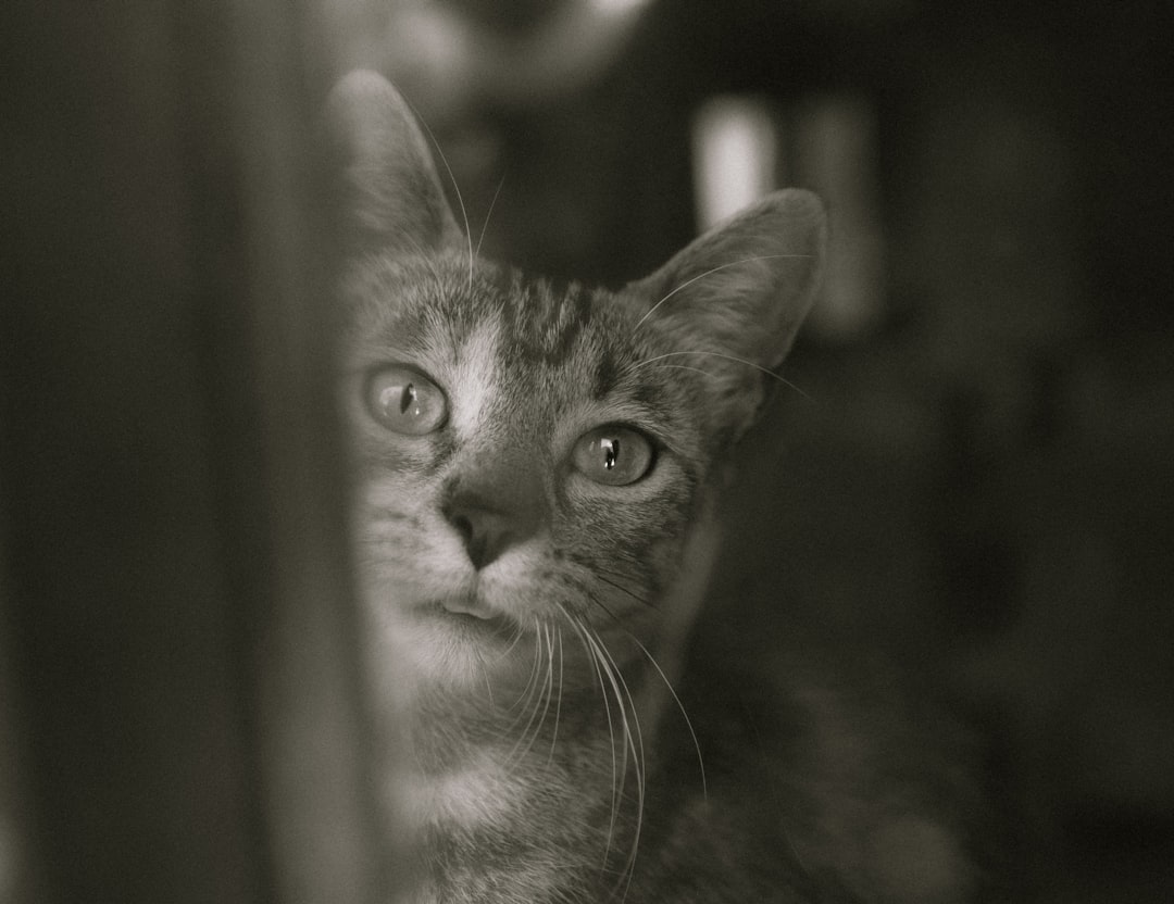 grayscale photo of tabby cat