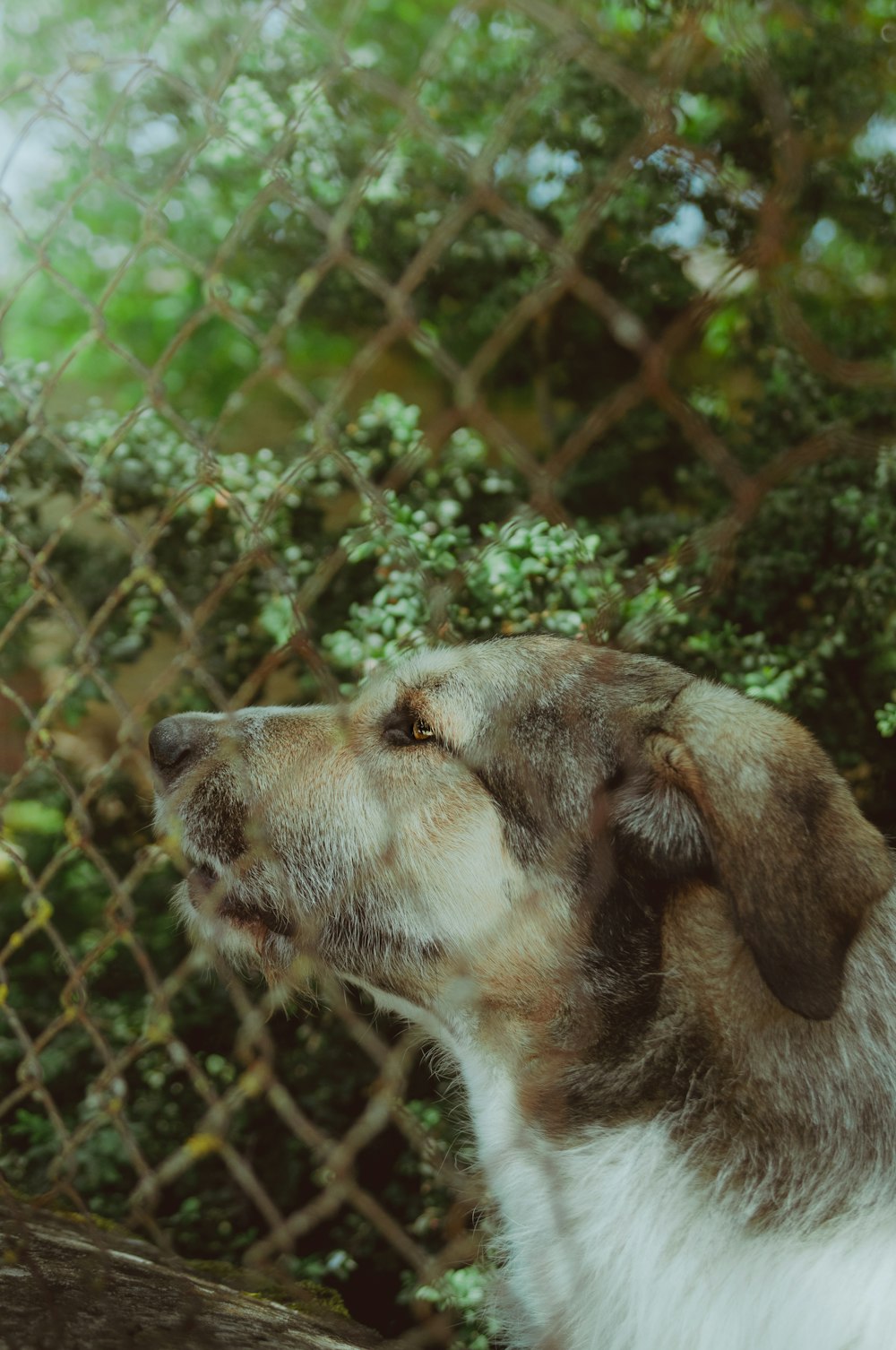 brown short coated dog on green grass