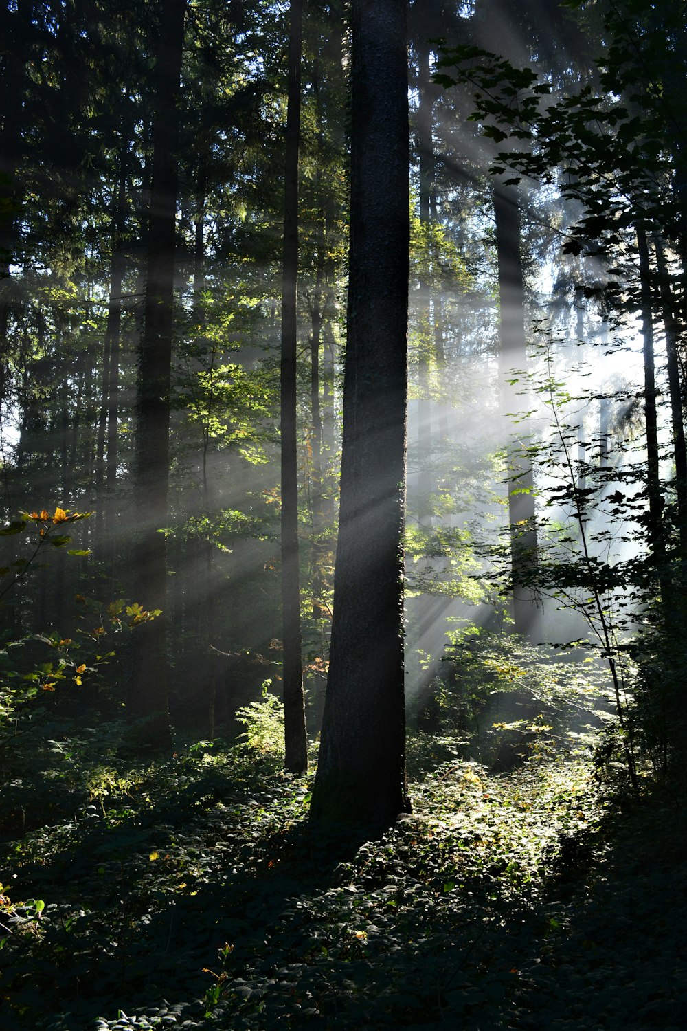 green trees and plants during daytime