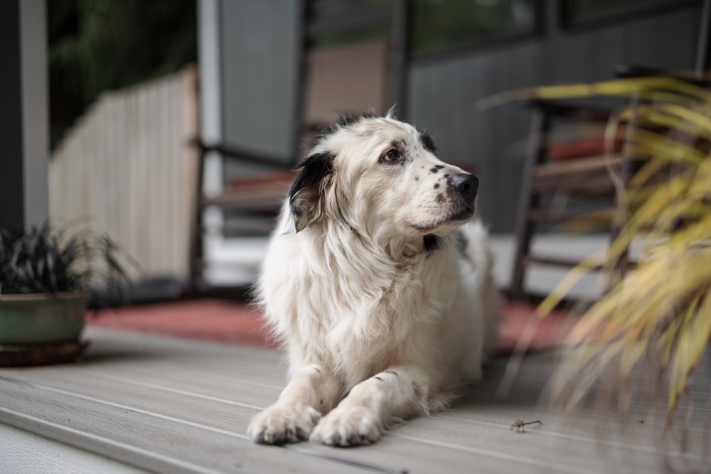 weißer und brauner langhaariger Hund sitzt auf braunem Holzboden