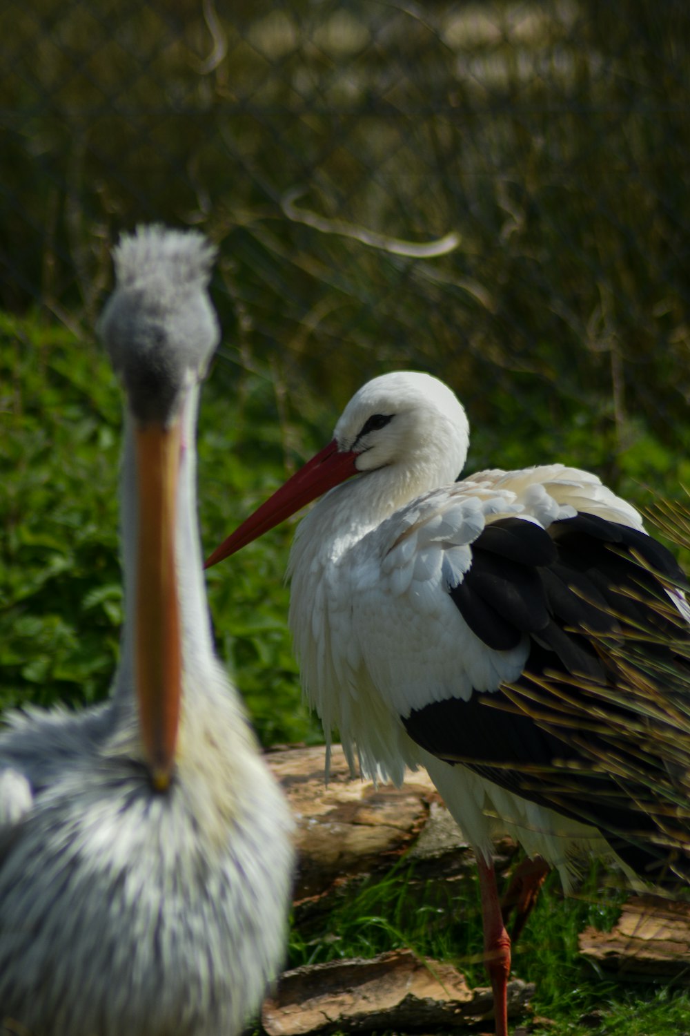 white stork on brown soil during daytime