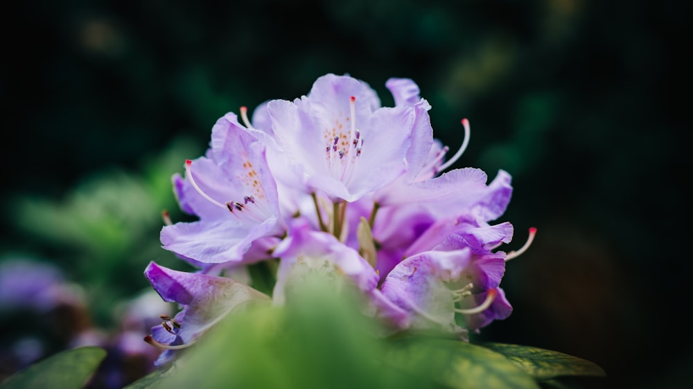 Flor blanca y morada en macro shot