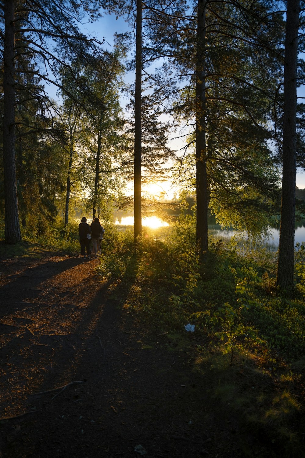 black dog on forest during daytime