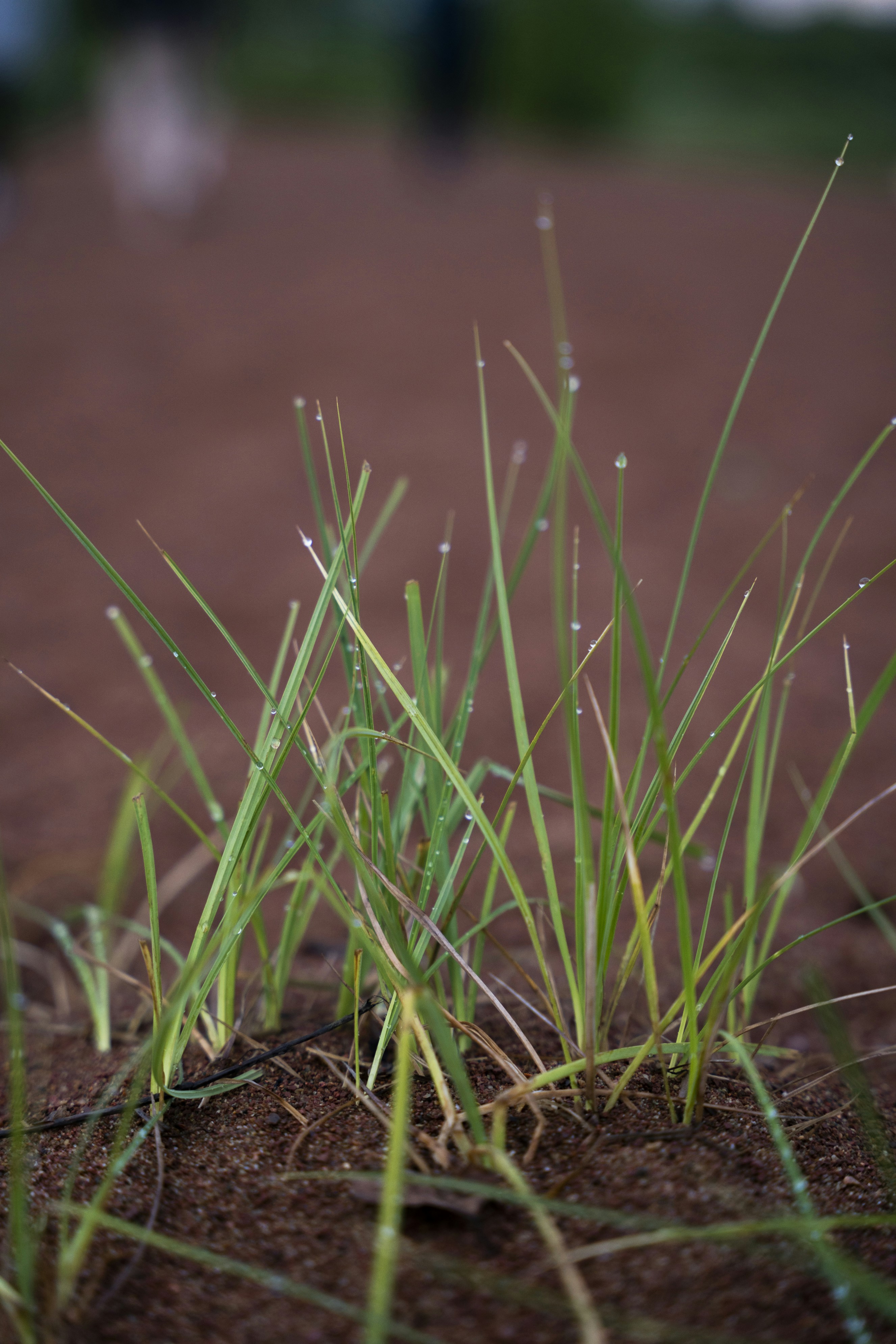 Photo by davidemrich