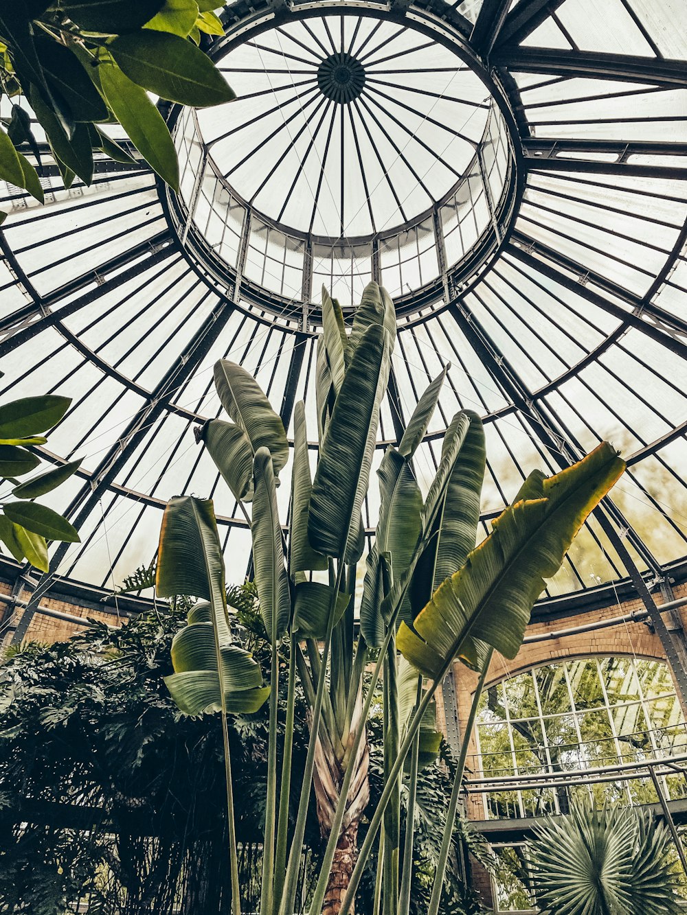 green banana tree inside greenhouse