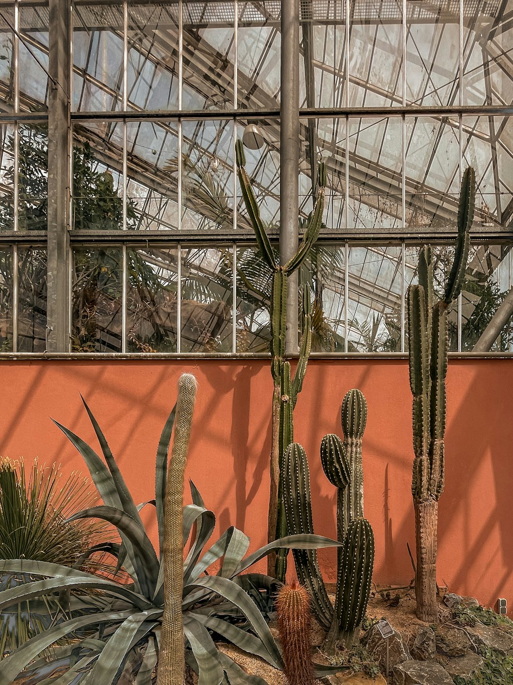 green cactus plants in greenhouse