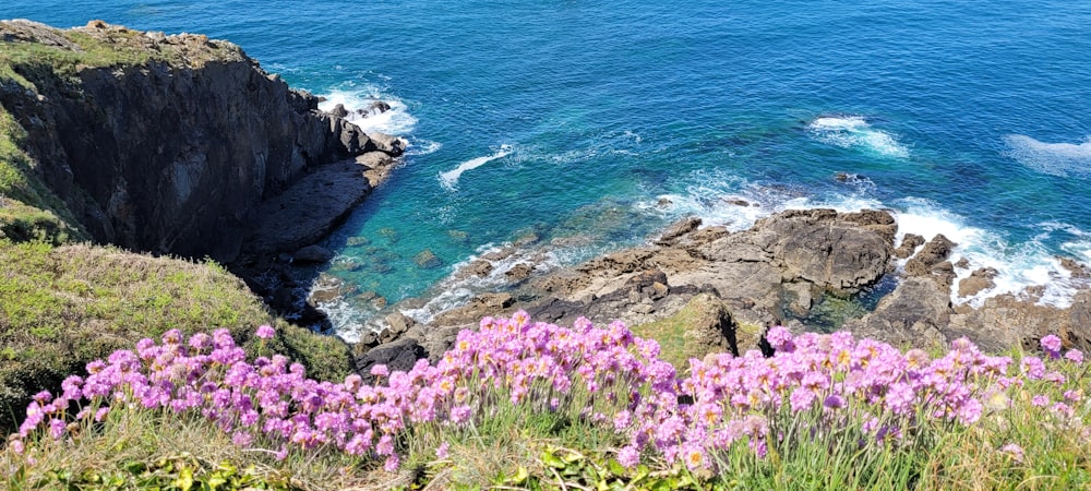 purple flowers on rocky shore during daytime