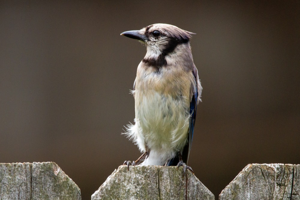 white and blue bird on brown wooden fence