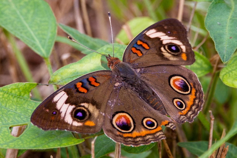 brown and black butterfly perched on green leaf in close up photography during daytime