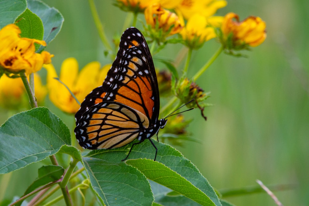 monarch butterfly perched on yellow flower in close up photography during daytime