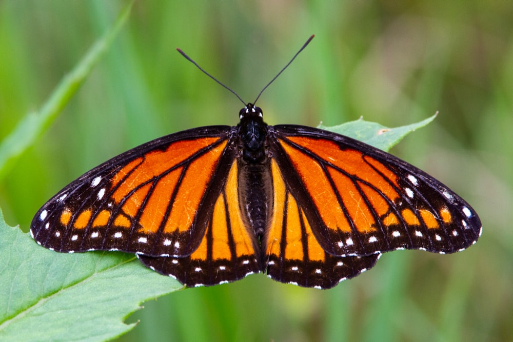 monarch butterfly perched on green leaf in close up photography during daytime