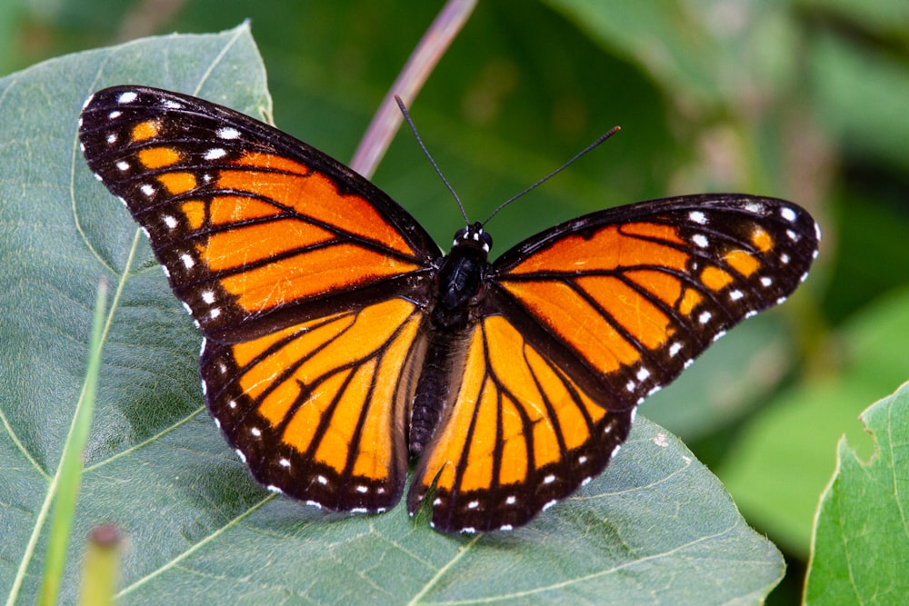 farfalla monarca appollaiata su foglia verde