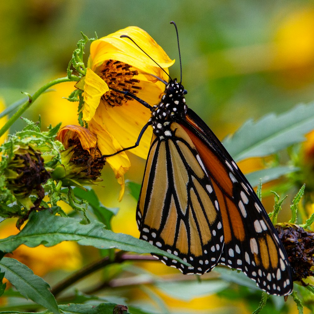 monarch butterfly perched on yellow flower during daytime