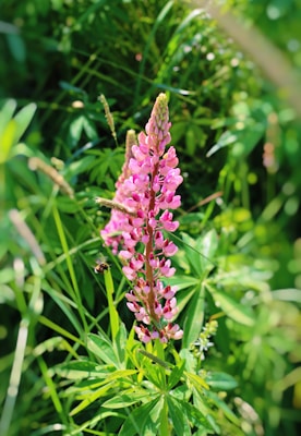 A vibrant pink lupine flower stands tall among lush green foliage. Sunlight casts a warm glow on the delicate petals, highlighting their intricate texture. A bee is hovering nearby, indicating a lively ecosystem.
