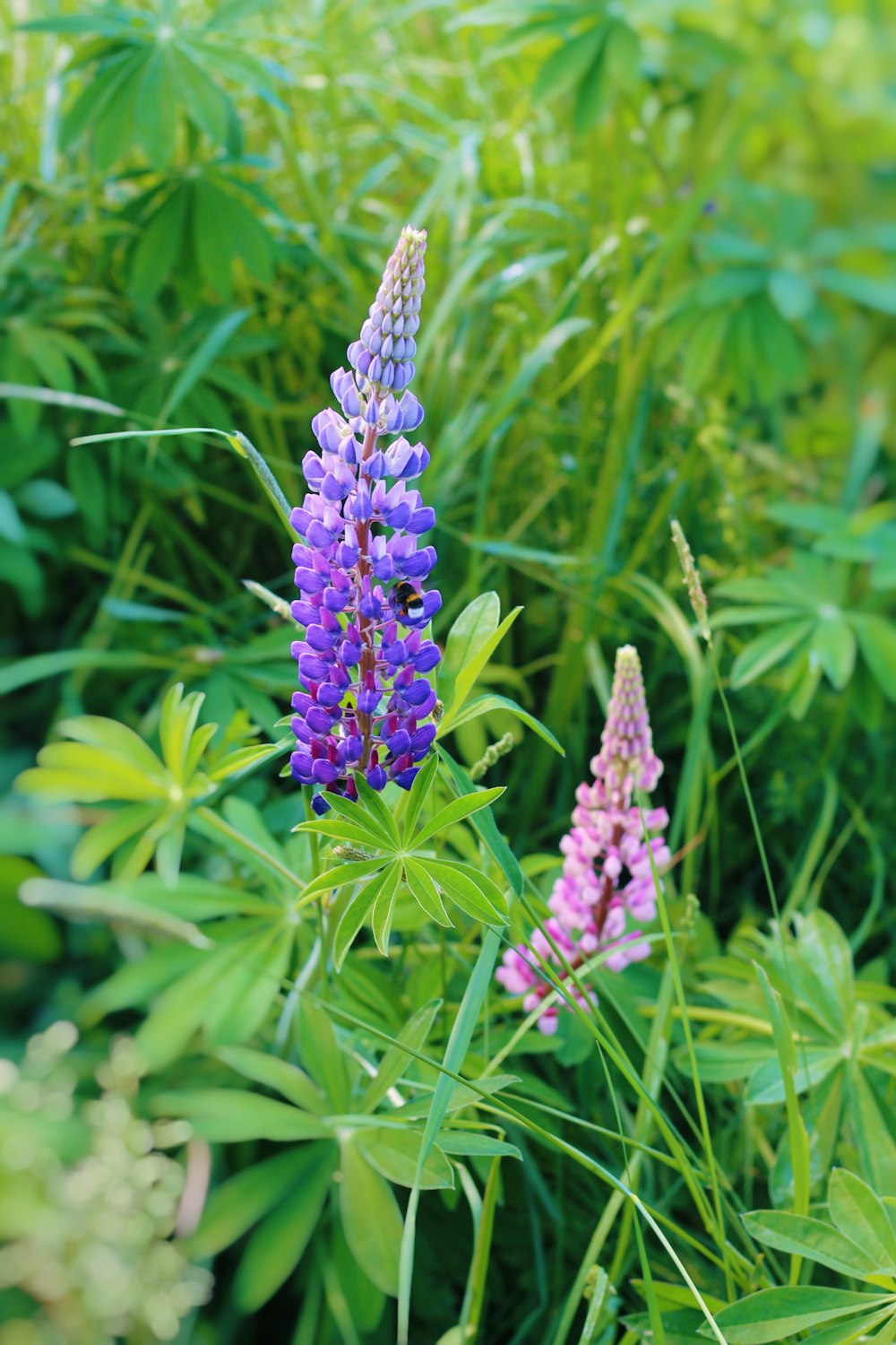 purple flower in green grass