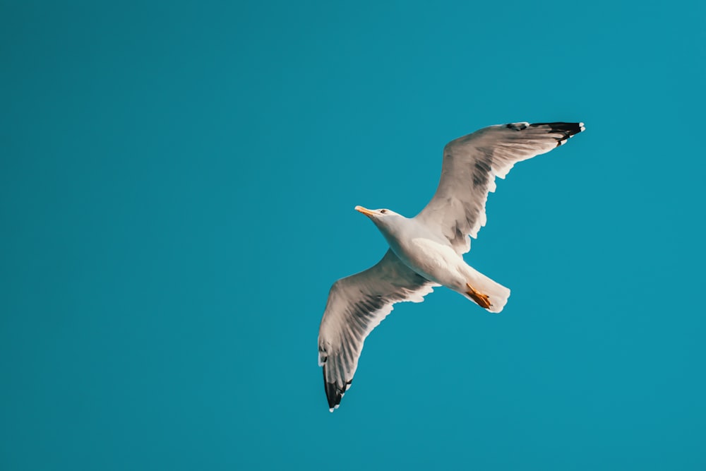 white bird flying under blue sky during daytime