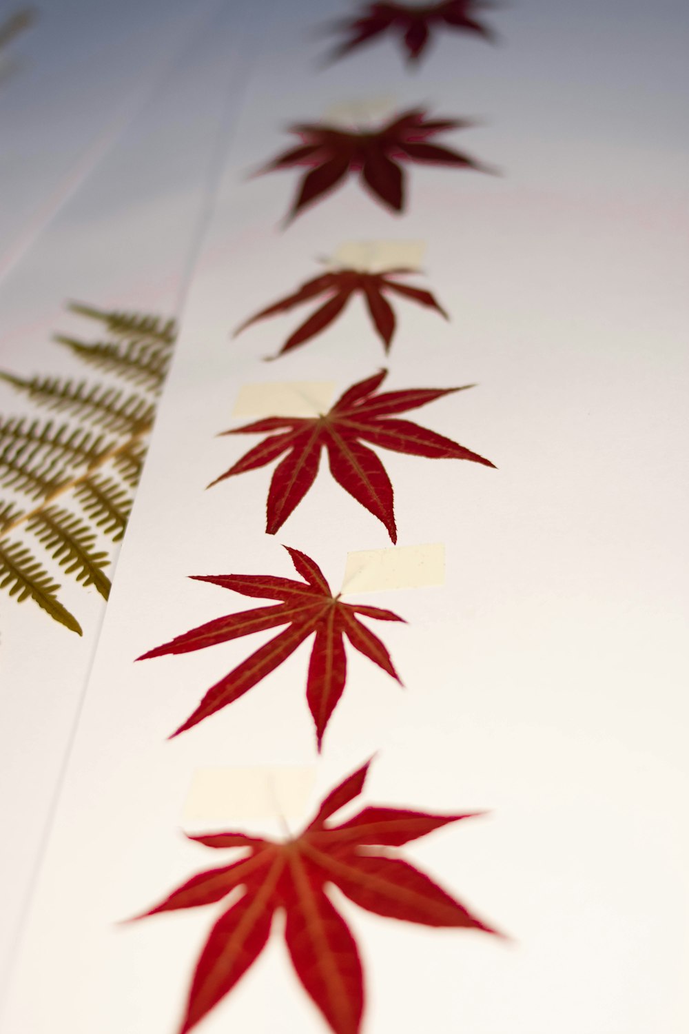 red leaves on white printer paper