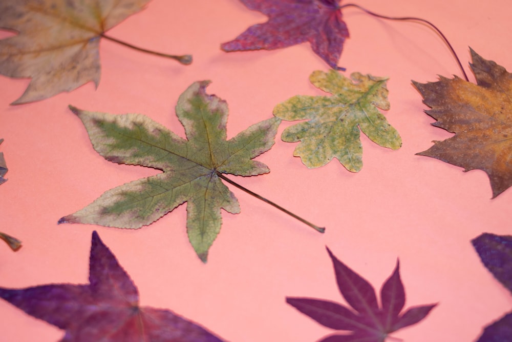 green and purple maple leaf