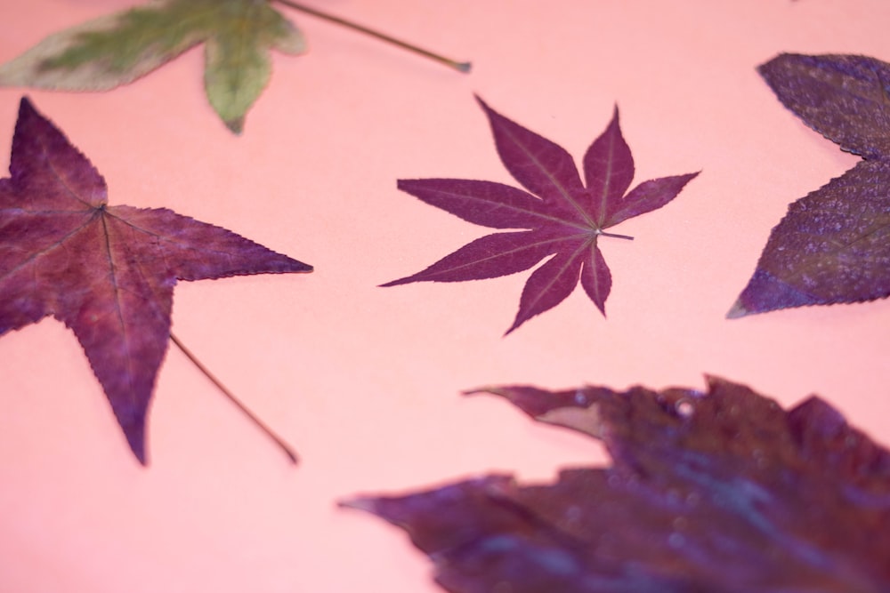 brown leaf on white surface