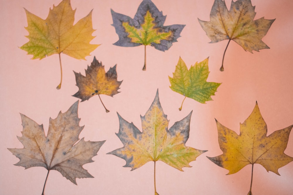 yellow and green maple leaves