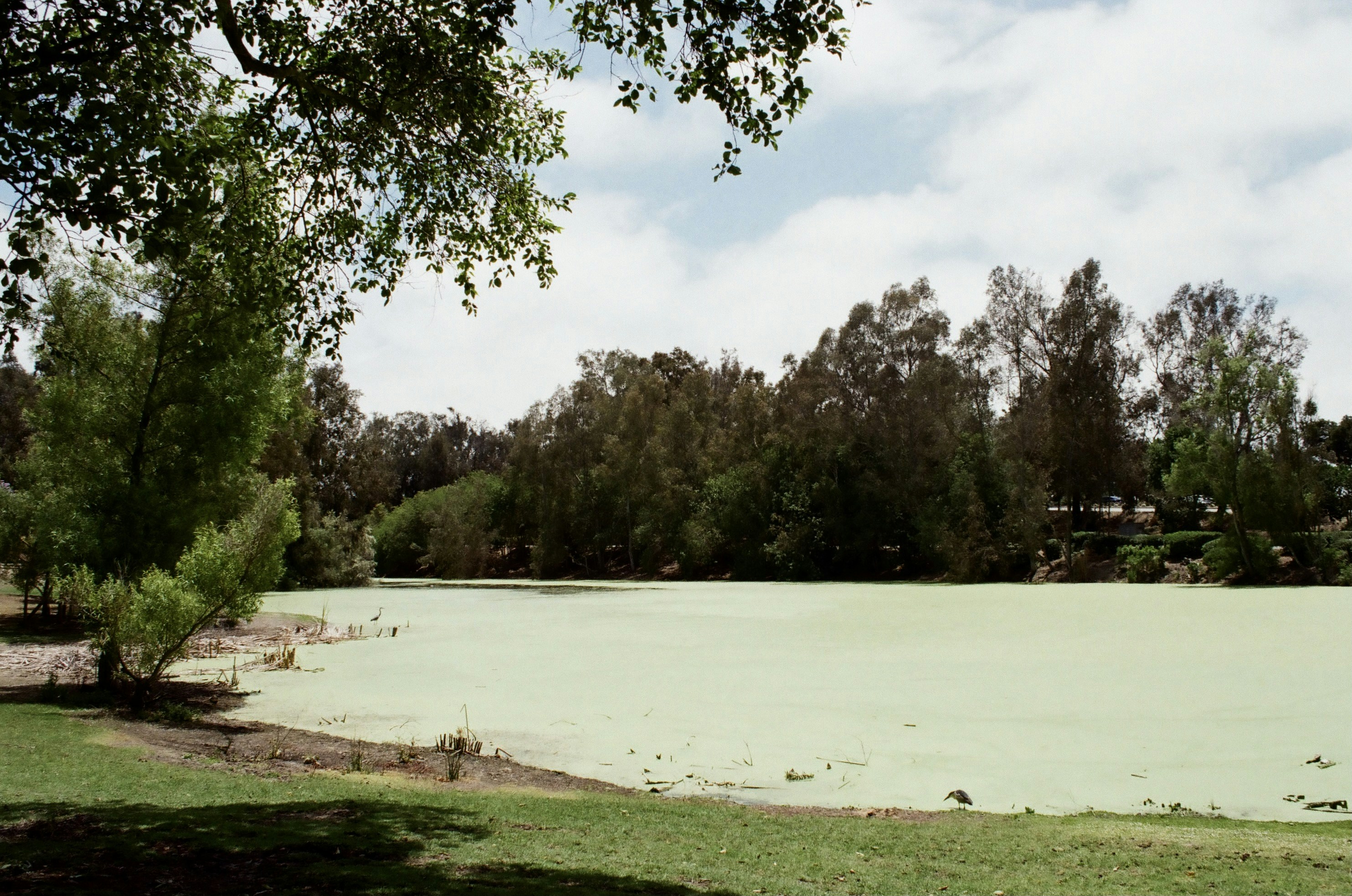Grüner Rasenplatz in der Nähe des Sees tagsüber