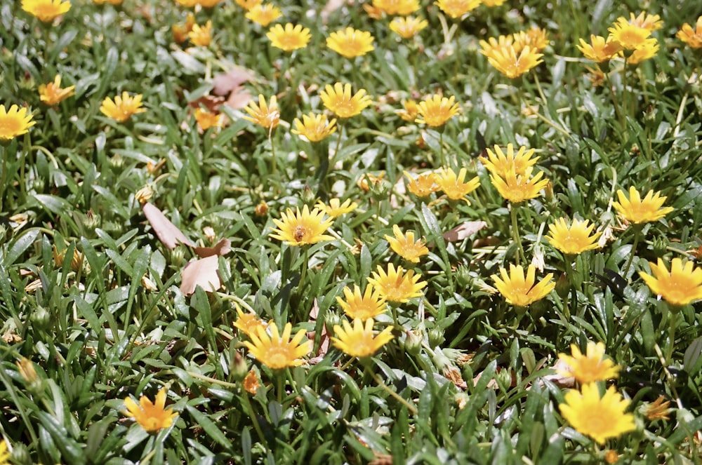 yellow and white flowers on green grass during daytime