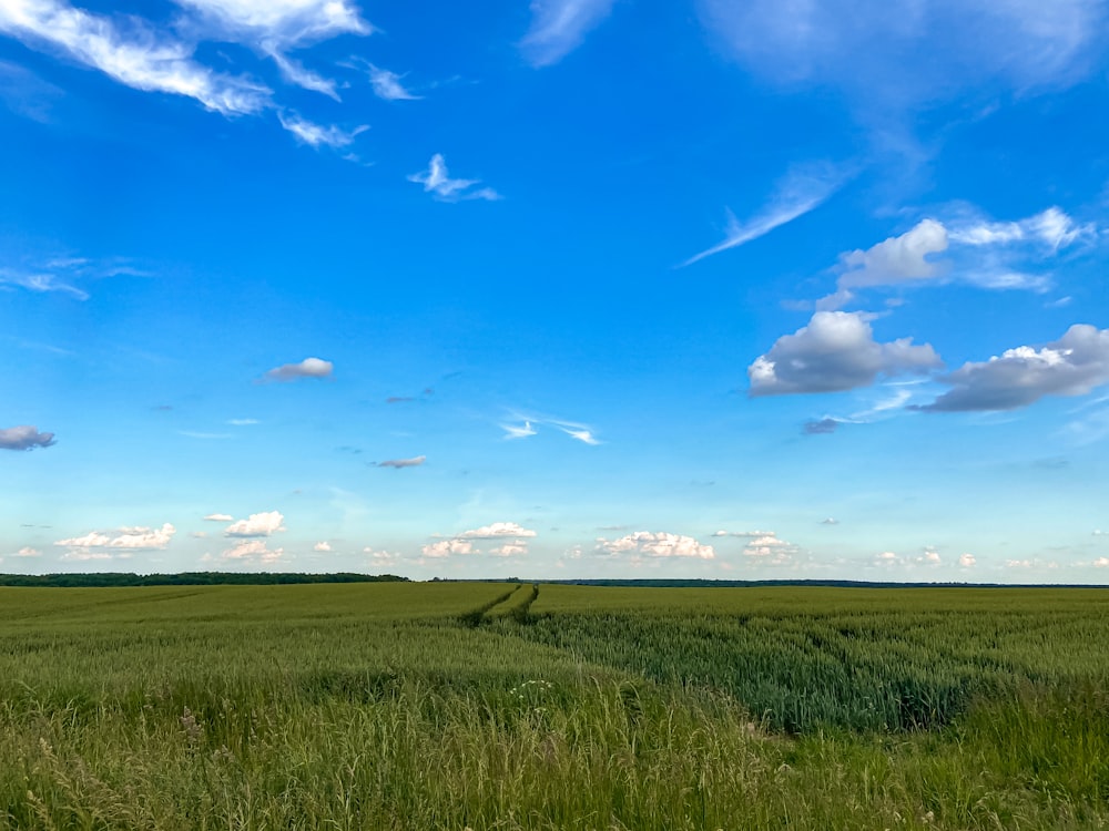 green grass field under blue sky during daytime