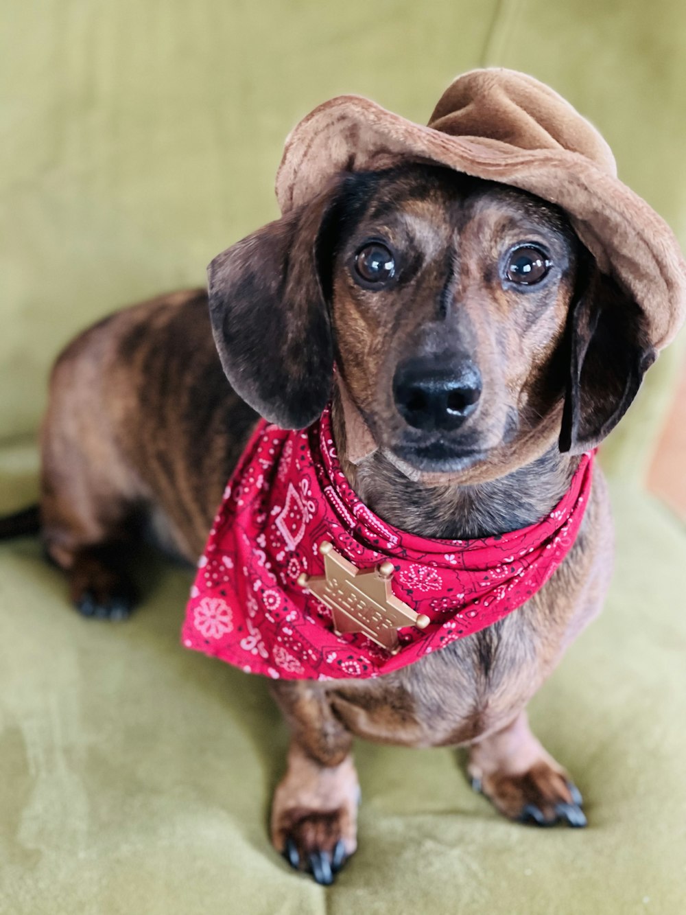 brown and black dachshund wearing red and white polka dot shirt