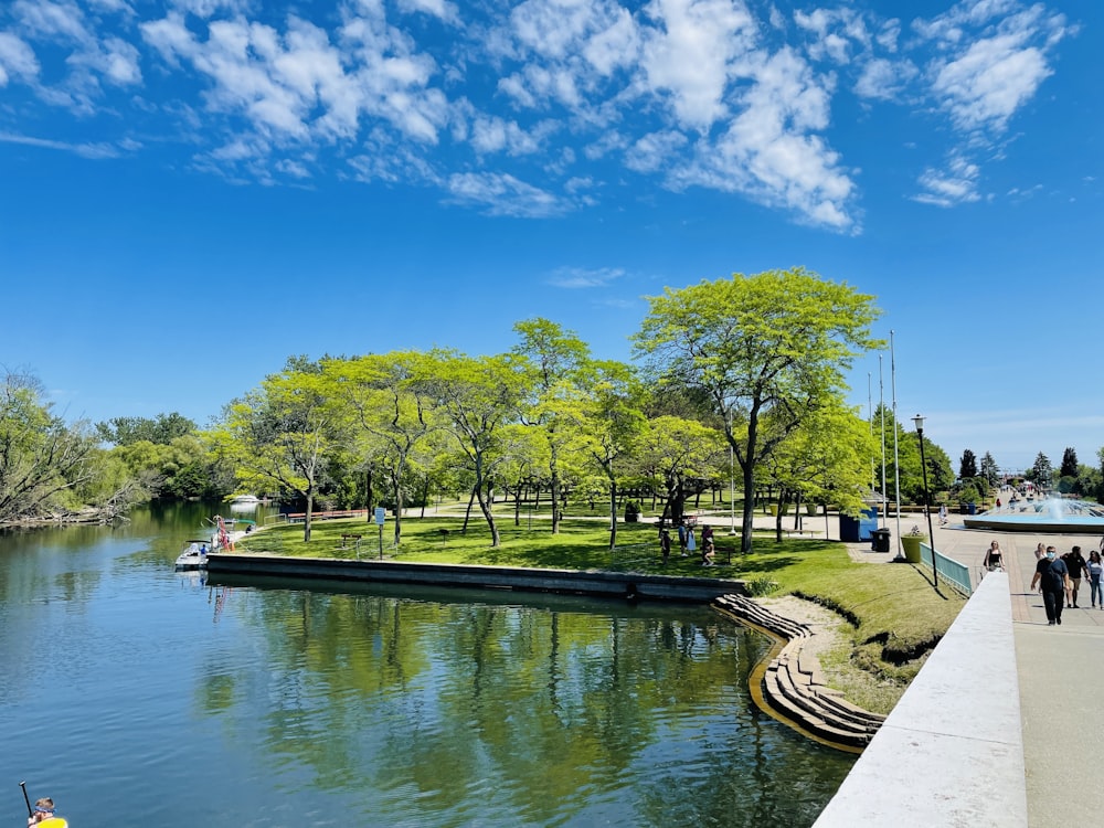 green trees beside river during daytime