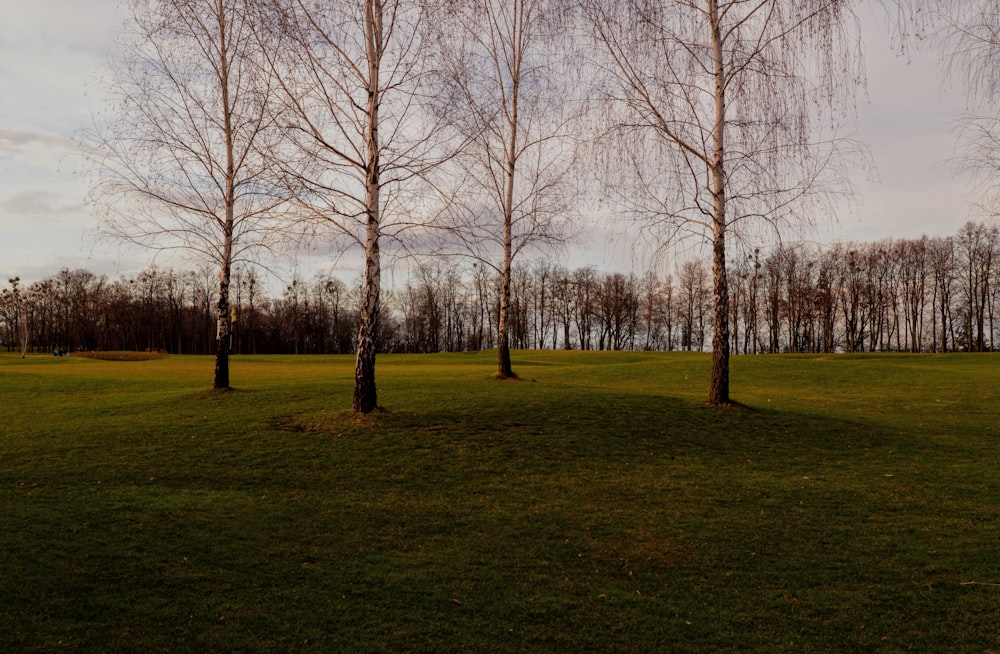 leafless trees on green grass field