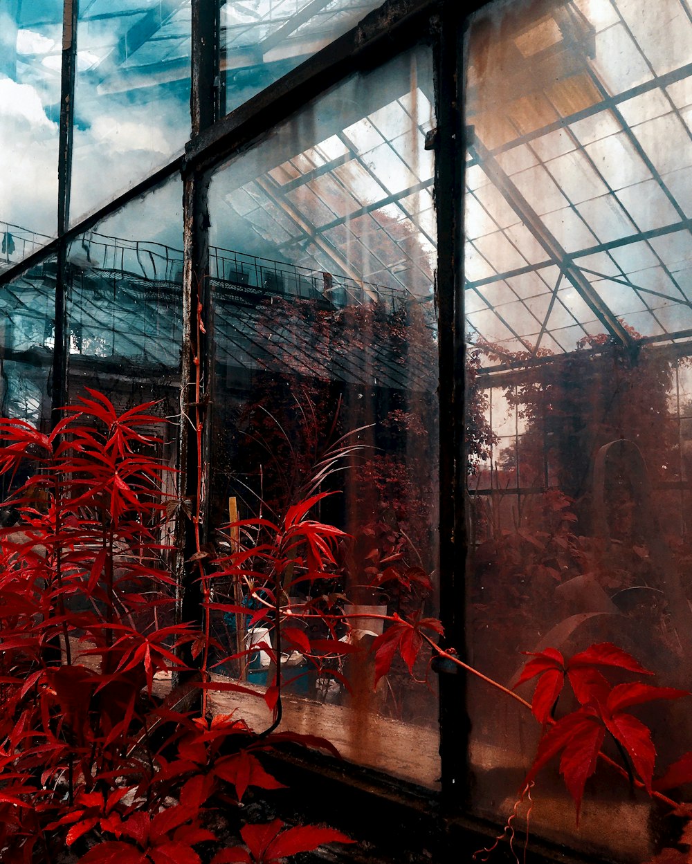 red plants inside a building