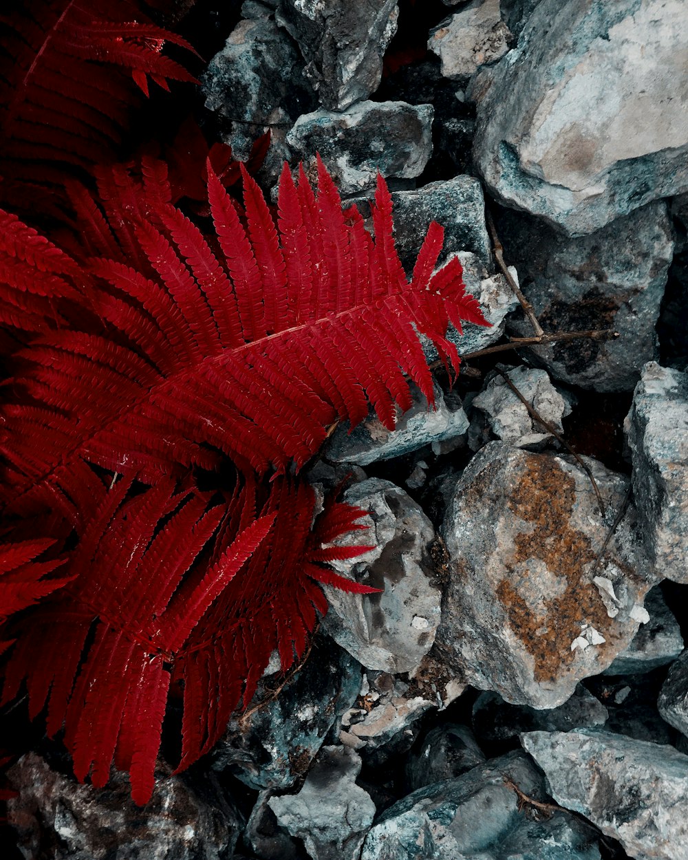 red leaf plant on white and gray rocks